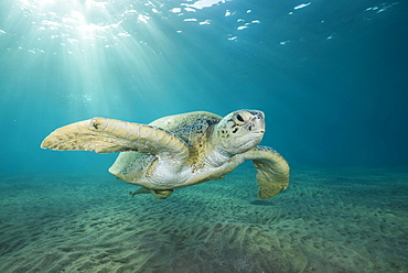 Green Sea Turtle (Chelonia mydas) swim over sandy bottom in the blue water, Red Sea, Marsa Alam, Egypt, Africa