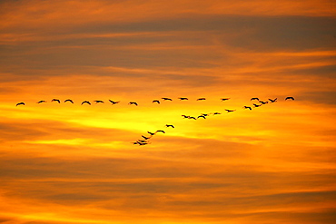 Common cranes (Grus grus), swarm of birds flies at sunset, Western Pomerania Lagoon Area National Park, Mecklenburg-Western Pomerania, Germany, Europe