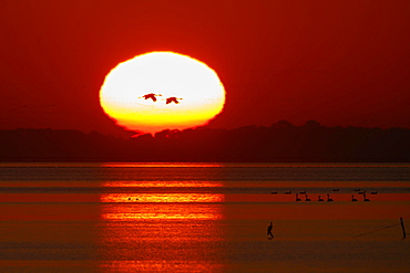 Common cranes (Grus grus), flying into the glowing sun at sunrise, Western Pomerania Lagoon Area National Park, Mecklenburg-Western Pomerania, Germany, Europe