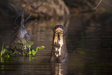 Giant otter (Pteronura brasiliensis) stretches head out of the water, Pantanal, Mato Grosso do Sul, Brazil, South America