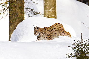 Eurasian lynx (Lynx lynx) in snow, winter, Bavarian Forest National Park, Bavaria, Germany, Europe