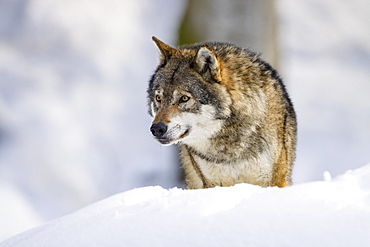 Gray wolf (Canis lupus) in snow, winter, Bavarian Forest National Park, Bavaria, Germany, Europe