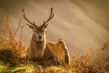 Red deer (Cervus elaphus) in soft morning light, Glen Coe, Fort William, Highlands, Scotland, United Kingdom, Europe