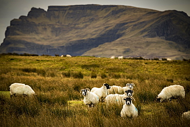 Scottish Blackface Domestic sheep (Ovis gmelini aries) in a meadow off mountain range, Isle of Sky, Scotland, United Kingdom, Europe