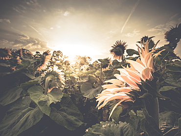 Sunflowers at sunrise, Brandenburg, Germany, Europe