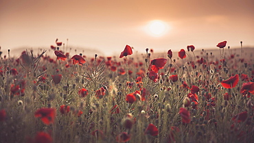 Poppy field at sunrise, Brandenburg, Germany, Europe