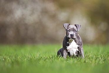 Staffordshire Terrier Puppy sitting in meadow, Austria, Europe