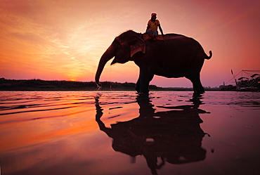 Elephant (Elephas maximus indicus) with rider, drinking, in water at sunset, silhouette, Chitwan National Park, Nepal, Asia