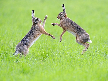 European hares (Lepus europaeus), two males fighting, Lower Rhine, North Rhine-Westphalia, Germany, Europe