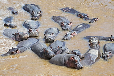 Hippos (Hippopotamus amphibius), Herd in Mara River, Masai Mara, Kenya, Africa