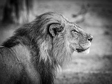 Lion (Panthera leo), male, monochrome, Moremi Game Reserve, Botswana, Africa
