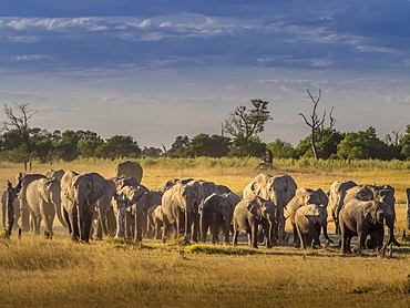 Elephant herd (Loxodonta africana) on the way to the water, Moremi National Park, Botswana, Africa