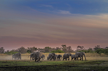 Elephant herd (Loxodonta africana) at dusk, Moremi National Park, Botswana, Africa