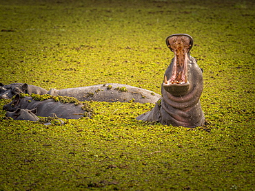 Hippo (Hippopotamus amphibius) with open mouth, Moremi Game Reserve, Botswana, Africa