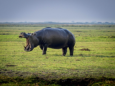 Hippo (Hippopotamus amphibius) with open mouth, Chobe National Park, Botswana, Africa