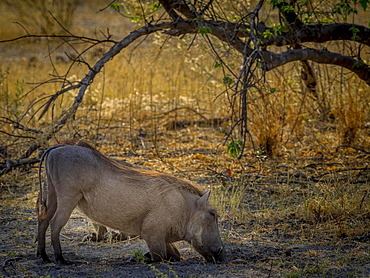 Common warthog (Phacochoerus africanus), kneeling while grazing, Moremi Game Reserve, Botswana, Africa