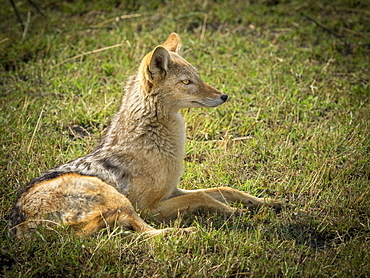 Black-backed Jackal (Canis mesomelas), looks attentively, Moremi Game Reserve, Botswana, Africa