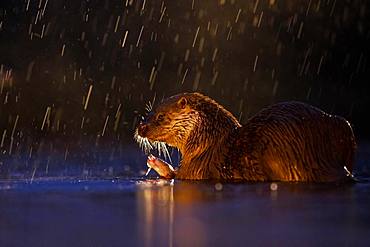 European otter (Lutra lutra) in rain with captured fish in backlight, Kiskunsagi National Park, Hungary, Europe