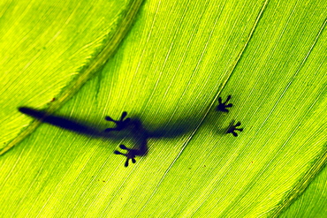 Feet, silhouette of a gecko (Gekkonidae) on a leaf, Saint-Pierre, La Reunion, Africa