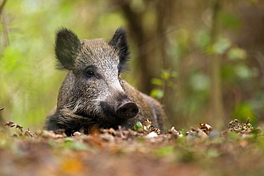 Wild boar (Sus scrofa) lies in oakleaves, Prerow, Germany, Europe