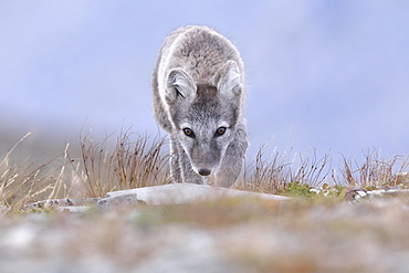 Arctic fox (Vulpes lagopus), young stalking animal, Dovrefjell, Norway, Europe