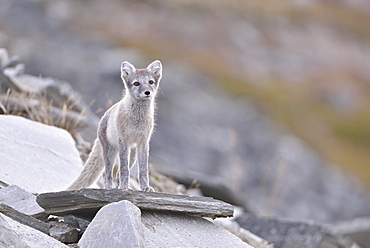 Arctic fox (Vulpes lagopus), kitten standing on a rock, Dovrefjell, Norway, Europe