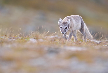 Arctic fox (Vulpes lagopus), young animal in Fjell, Dovrefjell, Norway, Europe