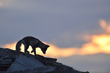 Arctic fox (Vulpes lagopus), young animal on a rock, silhouette at sunset, Dovrefjell, Norway, Europe