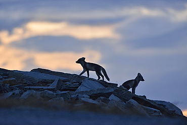 Arctic fox (Vulpes lagopus), two young animals on a rock, Silhouette, Dovrefjell, Norway, Europe