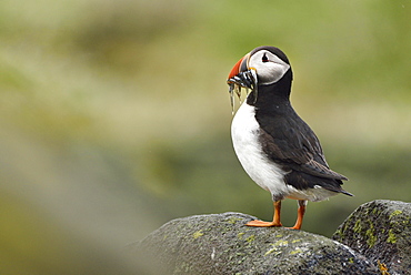 Puffin (Fratercula arctica) with captured fish in the beak, Isle of May, Scotland, Great Britain