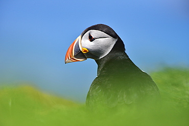 Puffin (Fratercula arctica), animal portrait, Lunga Island, Scotland, Great Britain