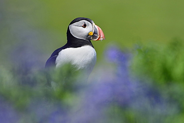 Puffin (Fratercula arctica) sitting between blue flowers, Lunga Island, Scotland, Great Britain