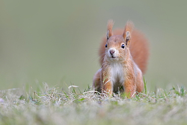 Eurasian Eurasian red squirrel (Sciurus vulgaris) in a meadow, Saxony, Germany, Europe