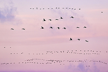 Bird migration, cranes (Grus grus) flying in the evening sky, Fischland-Darss-Zingst, Mecklenburg-Western Pomerania, Germany, Europe