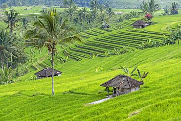 Rice terraces of Jatiluwih, Bali, Indonesia, Asia