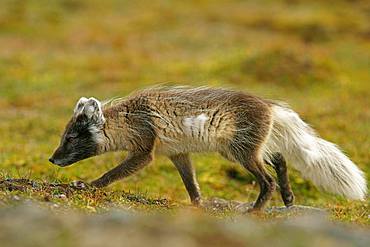 Arctic fox (Vulpes lagopus), Svalbard, Norwegian Arctic, Norway, Europe