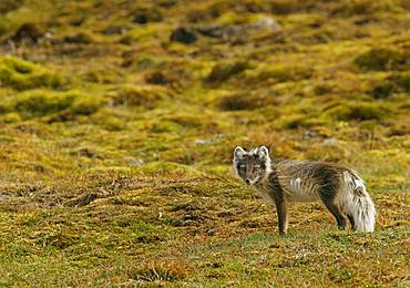 Arctic fox (Vulpes lagopus), Svalbard, Norwegian Arctic, Norway, Europe