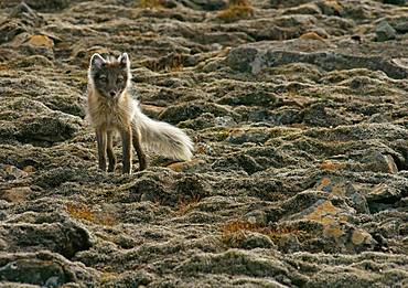 Arctic fox (Vulpes lagopus), Svalbard, Norwegian Arctic, Norway, Europe