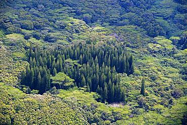 Dense vegetation, various trees, jungle, aerial view, Kaua'i, Hawai'i, USA, North America