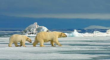 Polar bears (Ursus maritimus), female with young running on ice floe, Svalbard, Norwegian Arctic, Norway, Europe