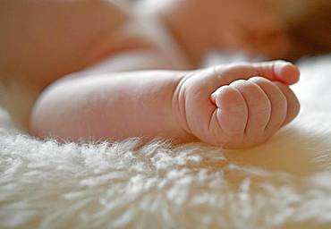 Infant, three months, detail view, hand lies on fur, Baden-Wuerttemberg, Germany, Europe