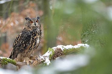 Eurasian eagle-owl (Bubo bubo), sitting on a branch with snow, captive, Czech Republic, Europe