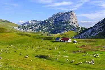 Alm Sarban and mountain Boljska Greda, Durmitor Massif, Durmitor National Park, Savnik Province, Montenegro, Europe