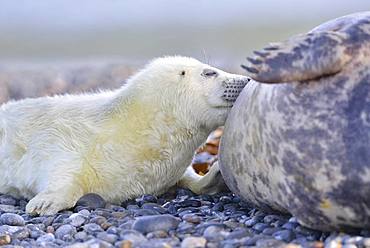 Grey seals (Halichoerus grypus), young animal is suckled by mother, Insel Duene, Helgoland, Lower Saxony, Germany, Europe