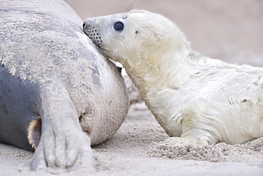 Grey seals (Halichoerus grypus), young animal is suckled by mother, Insel Duene, Helgoland, Lower Saxony, Germany, Europe