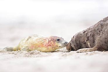 Grey seals (Halichoerus grypus), newborn bloody kitten lying with its mother on the beach, island Duene, Helgoland, Lower Saxony, Germany, Europe