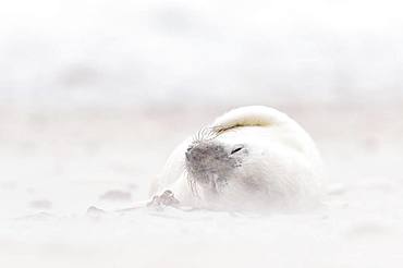 Grey seal (Halichoerus grypus), young animal lies asleep on the beach at Sandsturm, Island Duene, Helgoland, Lower Saxony, Germany, Europe