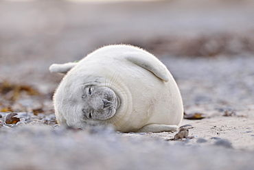 Grey seal (Halichoerus grypus), young animal lies asleep on the beach, island Duene, Helgoland, Lower Saxony, Germany, Europe