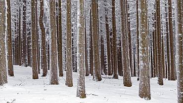 Snow-covered tree trunks in the forest, spruces (ficus) with snow, nature park Jauerling, Wachau, Lower Austria, Austria, Europe