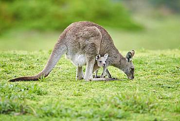 Eastern grey kangaroo (Macropus giganteus), adult with cub on a meadow, Victoria, Australien